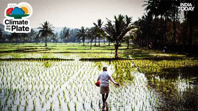 Rice or ruin: How India's favourite grain is feeling and fuelling climate crisis