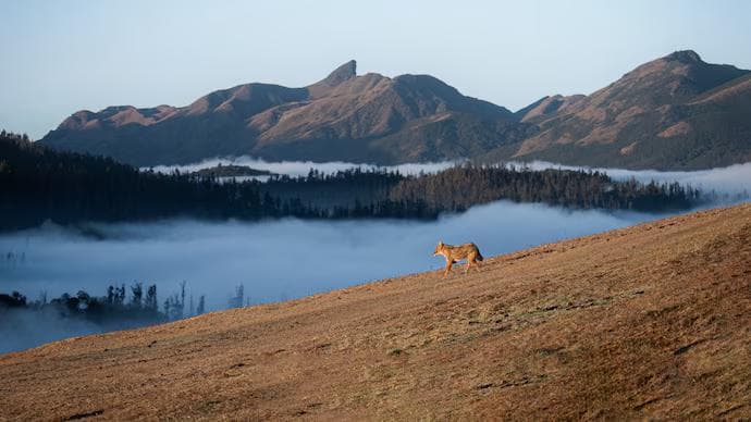 India's 'Blue Mountains' in trouble. What's threatening the Nilgiris?
