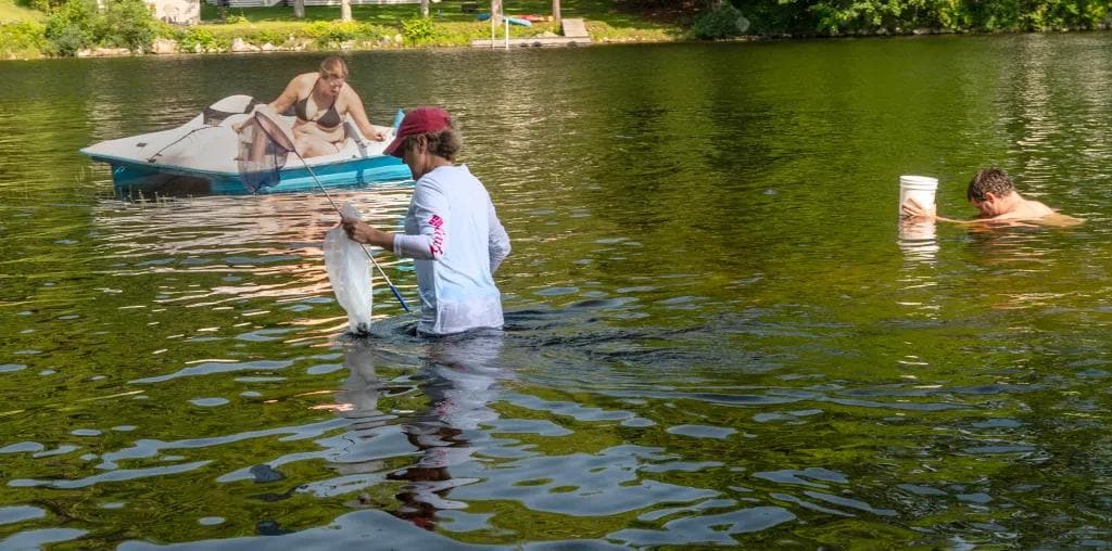 When snails invade, locals take matters into their own hands