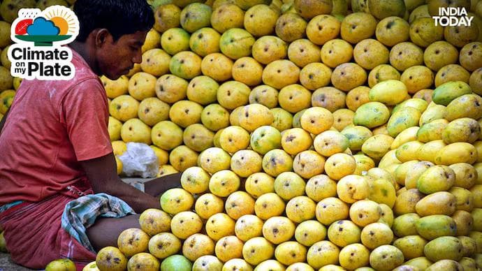 King of fruits in peril: How mangoes are fighting and losing to climate change